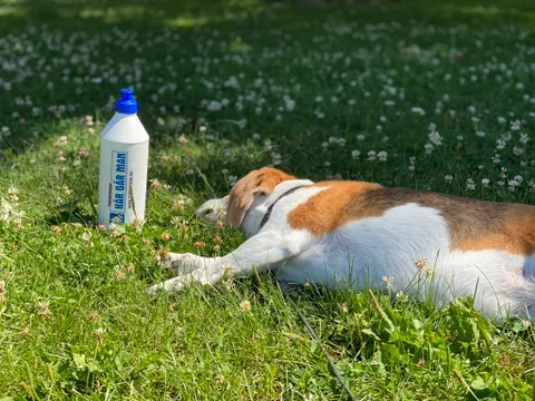 Hund vilar i gräset bredvid en vattenflaska från Här Går Man